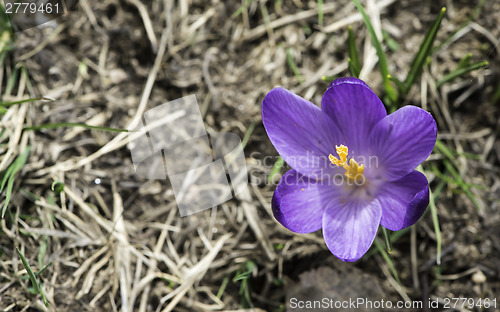 Image of Blue crocus