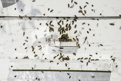 Image of Bees entering the hive