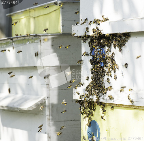 Image of Swarm of bees fly to beehive.