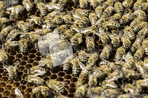 Image of Close up honeycombs