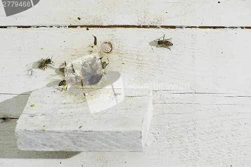 Image of Bees entering the hive