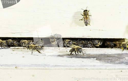 Image of Bees entering the hive