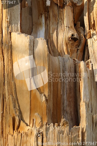 Image of Wooden texture of a broken tree