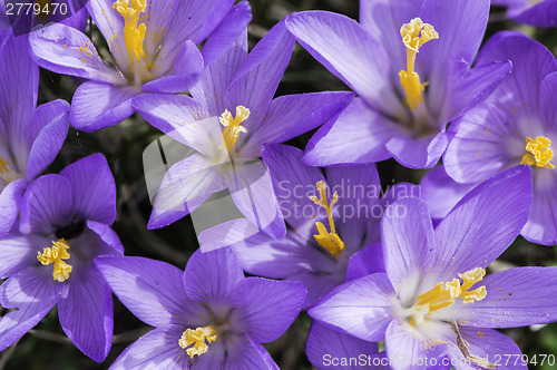 Image of Blue crocus