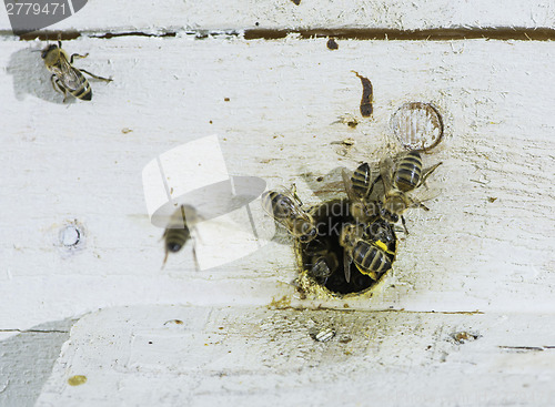 Image of Bees entering the hive