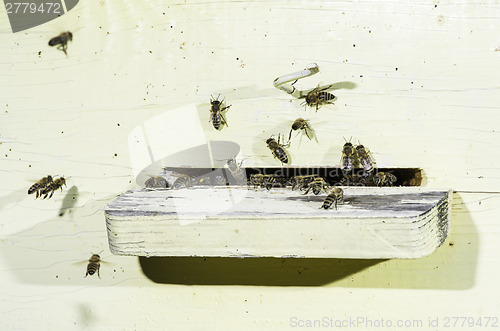 Image of Bees entering the hive