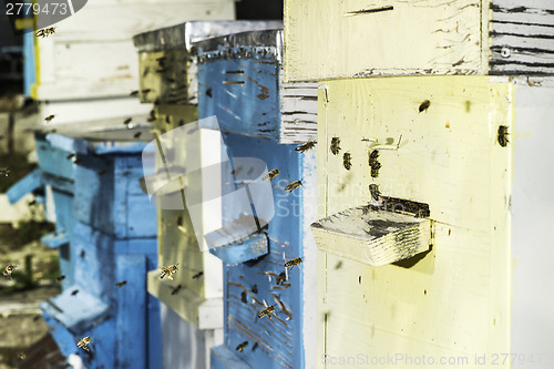 Image of Swarm of bees fly to beehive