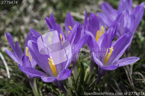 Image of Blue crocus