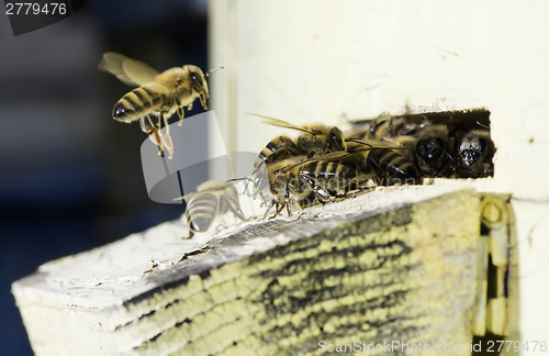 Image of Bees entering the hive