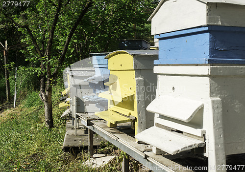 Image of Swarm of bees fly to beehive