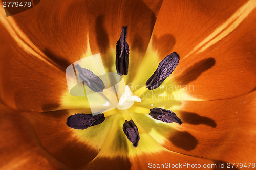 Image of Flower tulip stamens