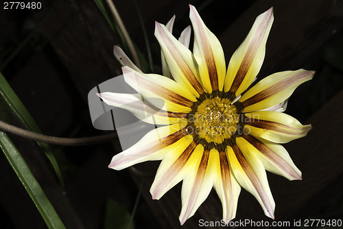 Image of Red,white and yellow flower