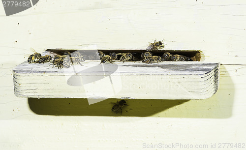 Image of Bees entering the hive