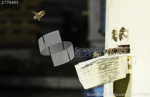 Image of Bees entering the hive