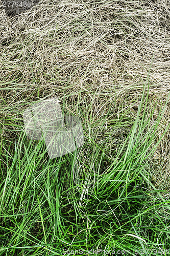 Image of Fresh green grass and yellowed dry grass