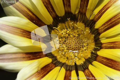 Image of Red and yellow flower stamens