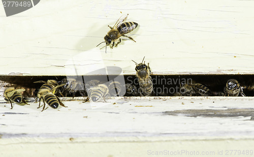 Image of Bees entering the hive