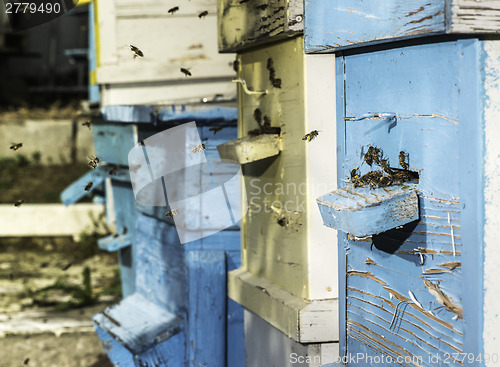 Image of Swarm of bees fly to beehive