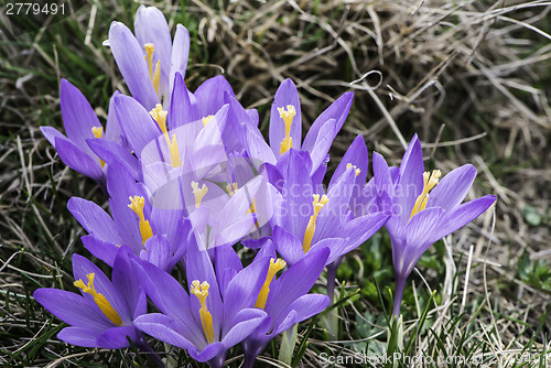 Image of Blue crocus