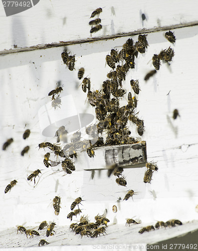Image of Bees entering the hive