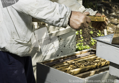 Image of Beekeeper look honeycombs