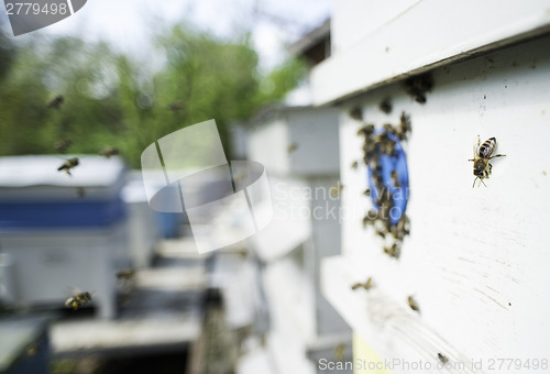 Image of Swarm of bees fly to beehive