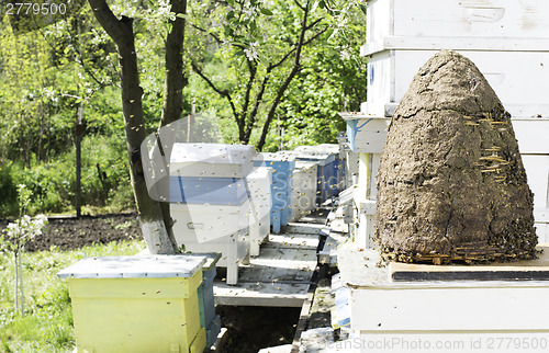 Image of Swarm of bees fly to beehive.