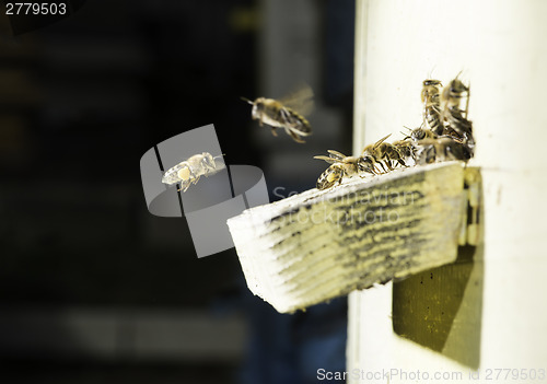 Image of Bees entering the hive