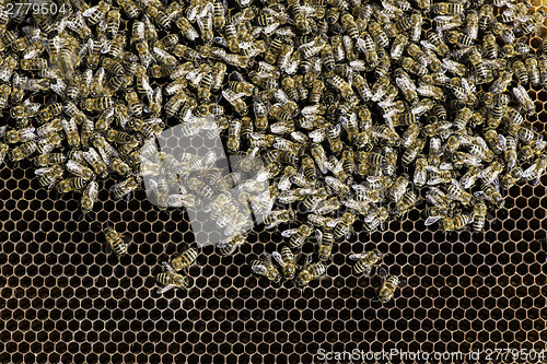 Image of Close up honeycombs