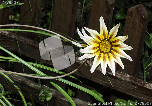 Image of Red,white and yellow flower