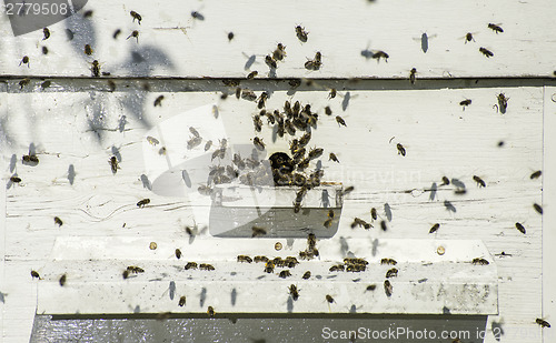 Image of Bees entering the hive