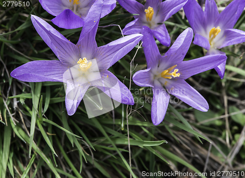 Image of Blue crocus