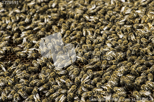 Image of Close up honeycombs