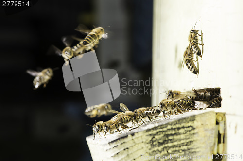 Image of Bees entering the hive