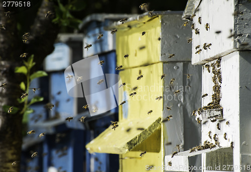 Image of Swarm of bees fly to beehive