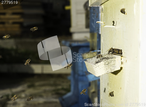 Image of Bees entering the hive