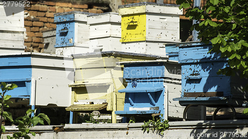 Image of Swarm of bees fly to beehive