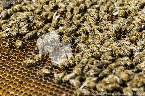 Image of Close up honeycombs