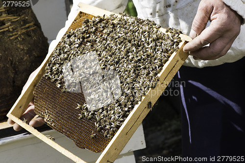 Image of Beekeeper look honeycombs