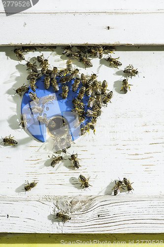 Image of Bees entering the hive