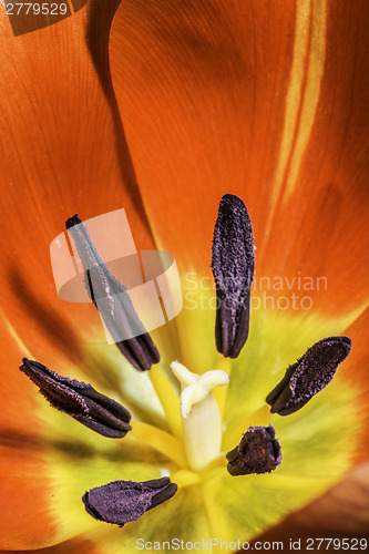 Image of Flower tulip stamens