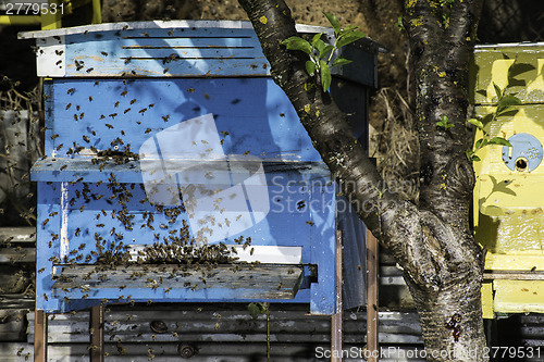 Image of Swarm of bees fly to beehive