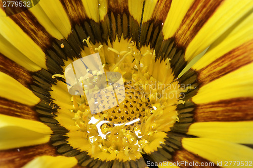 Image of Red and yellow flower stamens