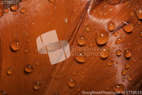Image of Water Drops on flower