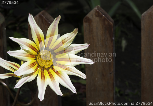 Image of Red,white and yellow flower