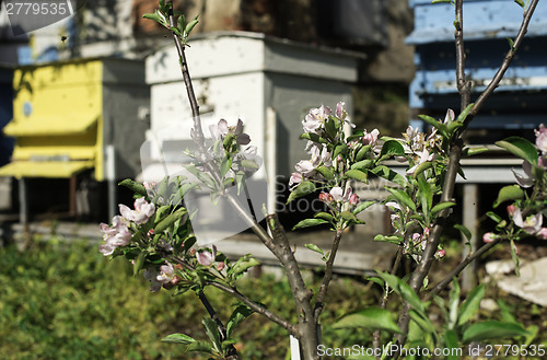 Image of Flowers and swarm of bees 