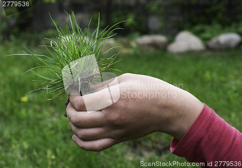 Image of Turf grass and earth