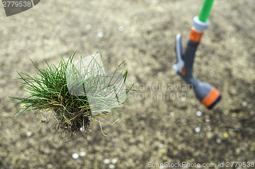 Image of Turf grass and earth