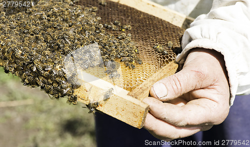 Image of Close up honeycombs