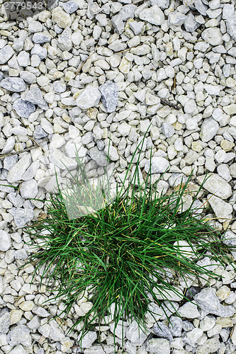 Image of Green grass and stones